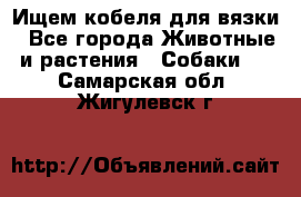 Ищем кобеля для вязки - Все города Животные и растения » Собаки   . Самарская обл.,Жигулевск г.